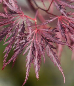 Dunkelroter Schlitz-Ahorn 'Dissectum Garnet' -Gartenbedarfsgeschäft 7018443 WE DE 001 AcerPalmatumDissectumGarnet
