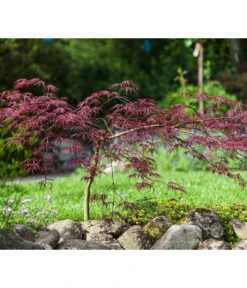 Dunkelroter Schlitz-Ahorn 'Dissectum Garnet' -Gartenbedarfsgeschäft 7018443 WE MO 005 AcerPalmatumDissectum