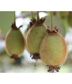 Kiwi 'Issai' -Gartenbedarfsgeschäft 7033822 PR DE 001 ActinidiaKiwiArgutaIssaiPixabay