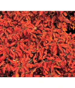 Kupfer-Felsenbirne -Gartenbedarfsgeschäft 7042427 BildD 001 KupferFelsenbirneAmelanchLamarck