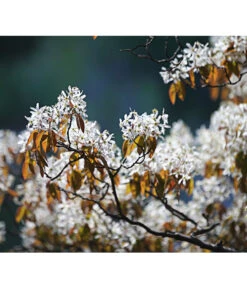 Kupfer-Felsenbirne -Gartenbedarfsgeschäft 7042427 PR MO 001 AmelanchierLamarckDehnerExpressHerzig