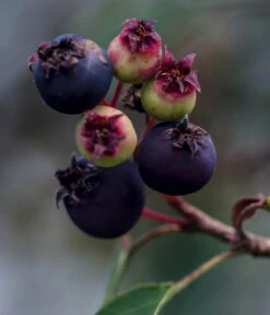 Kupfer-Felsenbirne -Gartenbedarfsgeschäft 7042450 WE DE 003 AmelanchierFelsenbirne