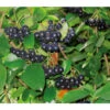 Apfelbeere, Aronia 'Viking' -Gartenbedarfsgeschäft 7045644 BildD 001 AroniaAroniaMelanocarpaViking
