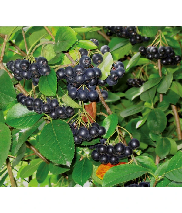 Apfelbeere, Aronia 'Viking' 3 Apfelbeere, Aronia 'Viking'