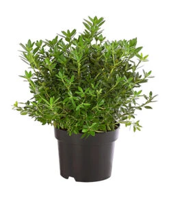 Rhododendron 'Bloombux®'