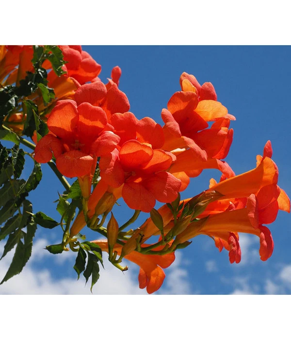 Trompetenblume 'Mme. Galen' 5 Trompetenblume 'Mme. Galen' – Bild 3