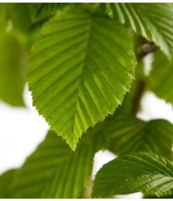 20 Meter Hainbuche, 100 X Ca. 125-150 Cm -Gartenbedarfsgeschäft 7088883 WE DE 001 CarpinusBetulusHainbuche4LDehnerExpressZS 1