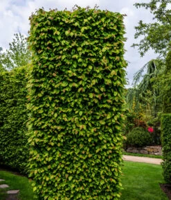 20 Meter Hainbuche, 100 X Ca. 125-150 Cm -Gartenbedarfsgeschäft 7089188 WE MO Luckner Hecke CarpinusBetulusHainbuche 1