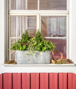 Efeu, Grün -Gartenbedarfsgeschäft 7107303 WE MO 001 ScheinzypresseChamaecyparislawsonianaEfeu