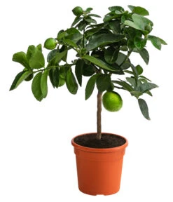 Limette 'Lima Verde'
