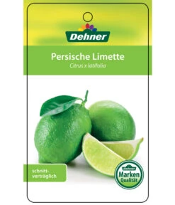 Limette 'Lima Verde' -Gartenbedarfsgeschäft 7119001 PersischeLimette Etikett 1