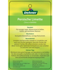Limette 'Lima Verde' -Gartenbedarfsgeschäft 7119001 PersischeLimette Etikett 2