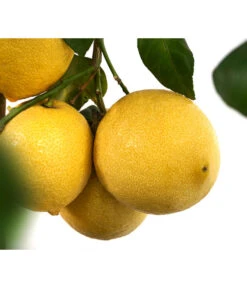 XXL Zitrone, Ca. 155-165 Cm -Gartenbedarfsgeschäft 7120405 WE DE 003 CitrusLimonZitroneDehnerExpressHerzig