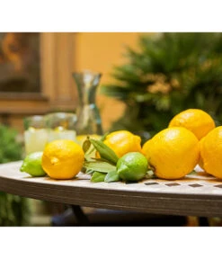 XXL Zitrone, Ca. 155-165 Cm -Gartenbedarfsgeschäft 7120942 PR MO 012 CitrusLimonZitroneMediterran Brunnen