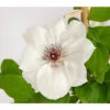 Waldrebe - Clematis, Weiß, Rankhilfe -Gartenbedarfsgeschäft 7129026 WE DE 001 ClematisWeissWaldreben16CDehnerExpressHerzig