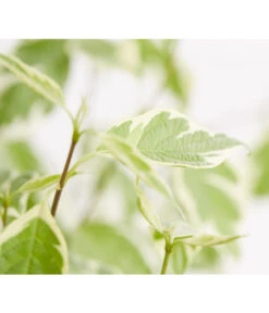 Weißbunter Hartriegel 'Argenteomarginata' 7 Weißbunter Hartriegel 'Argenteomarginata' -Gartenbedarfsgeschäft 7130412 WE DE 001 CornusAlbaArgenteomarginataHartriegel5LDehnerExpressZS