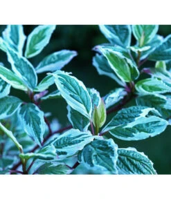 Weißbunter Hartriegel 'Argenteomarginata'