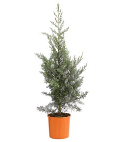 Arizona-Säulen-Zypresse 'Glauca'