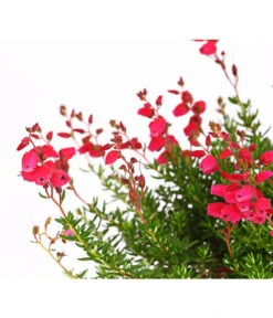 Irische Glockenheide -Gartenbedarfsgeschäft 7163009 WER DE 002 DaboeciaDehnerExpressHerzig