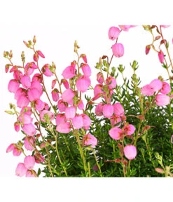 Irische Glockenheide -Gartenbedarfsgeschäft 7163009 WE DE 001 DaboeciaDehnerExpressHerzig