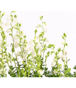 Irische Glockenheide -Gartenbedarfsgeschäft 7163009 WE DE 003 DaboeciaDehnerExpressHerzig