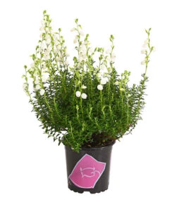 Irische Glockenheide -Gartenbedarfsgeschäft 7163009 WE FS 003 DaboeciaDehnerExpressHerzig