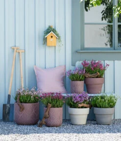 Graue Glockenheide, Verschiedene Farben 18 Graue Glockenheide, Verschiedene Farben -Gartenbedarfsgeschäft 7163009 WE MO 001 DaboeciaMixGlockenheide 2021 GC11