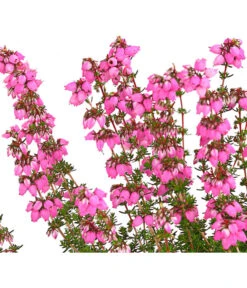 Graue Glockenheide, Verschiedene Farben 21 Graue Glockenheide, Verschiedene Farben -Gartenbedarfsgeschäft 7172521 WE DE 001 EricaCinereaGrauheideT10Herzig