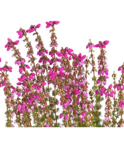 Graue Glockenheide, Verschiedene Farben 20 Graue Glockenheide, Verschiedene Farben -Gartenbedarfsgeschäft 7172521 WE DE 003 EricaCinereaGrauheideT10Herzig