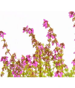 Graue Glockenheide, Verschiedene Farben 23 Graue Glockenheide, Verschiedene Farben -Gartenbedarfsgeschäft 7172521 WE DE 004 EricaCinereaGrauheideT10Herzig