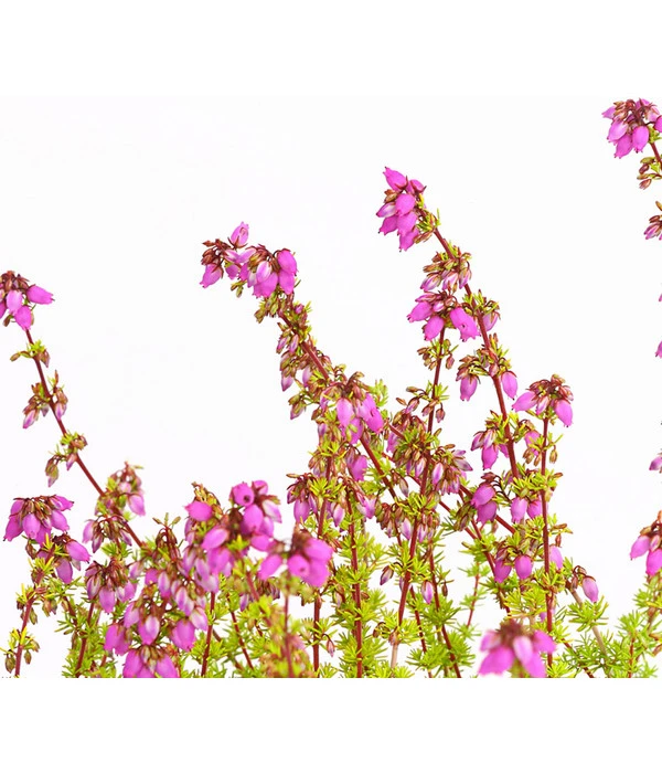 Graue Glockenheide, Verschiedene Farben 13 Graue Glockenheide, Verschiedene Farben – Bild 11