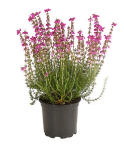 Graue Glockenheide, Verschiedene Farben 16 Graue Glockenheide, Verschiedene Farben -Gartenbedarfsgeschäft 7172521 WE FS 003 EricaCinereaGrauheideT10Herzig