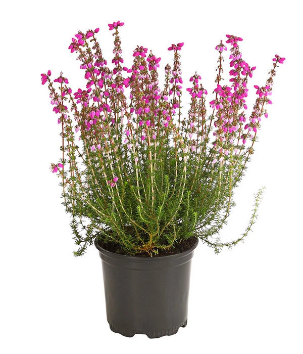 Graue Glockenheide, Verschiedene Farben 6 Graue Glockenheide, Verschiedene Farben – Bild 4