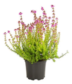 Graue Glockenheide, Verschiedene Farben 17 Graue Glockenheide, Verschiedene Farben -Gartenbedarfsgeschäft 7172521 WE FS 004 EricaCinereaGrauheideT10Herzig