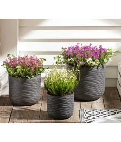 Graue Glockenheide, Verschiedene Farben 19 Graue Glockenheide, Verschiedene Farben -Gartenbedarfsgeschäft 7172521 WE MO 002 EricaCinereaGrauheide