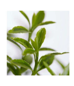 Kleinblättriger Spindelstrauch 'Microphyllus Aureovariegatus' -Gartenbedarfsgeschäft 7175623 PR DE 001 EuonymusMicrophayllaGelbTXDehnerExpressZS