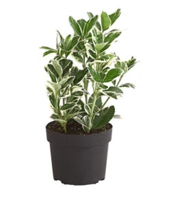 Japanischer Kriech-Spindelstrauch 'Kathy' -Gartenbedarfsgeschäft 7178949 PR FS 001 EuonymusSoindelstrauchKathy9cmDehnerExpressHerzig