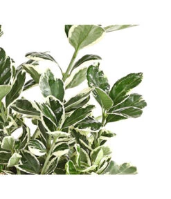 Japanischer Kriech-Spindelstrauch 'Kathy' -Gartenbedarfsgeschäft 7180748 PR DE 001 EuonymusSpindelstrauchKathy13DehnerExpressHerzig