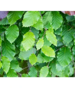 6 Meter Rotbuche, 20 X Ca. 150-175 Cm -Gartenbedarfsgeschäft 7185077 FagusSylvaticaDetailLuckner