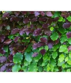 10 Meter Blutbuche ‘Purpurea‘, 50 X 100-125 Cm -Gartenbedarfsgeschäft 7185523 WE DE 001 FagusSylvaticaPurpureaRot