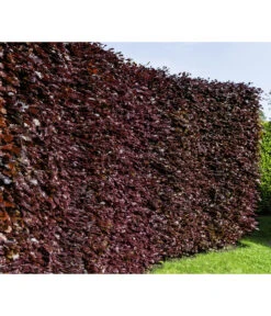 10 Meter Blutbuche ‘Purpurea‘, 50 X 100-125 Cm -Gartenbedarfsgeschäft 7185523 WE MO 001 FagusSylvaticaPurpureaLuckner