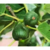 Feige 'Pfälzer Fruchtfeige' -Gartenbedarfsgeschäft 7186448 WE DE 002 PfaelzerFruchtfeige