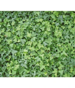 Efeu, Grün -Gartenbedarfsgeschäft 7207871 BildD 001 GewoehnlicherEfeuHedHelix