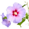 Hibiskus 'Blue Chiffon®' - Garten-Eibisch