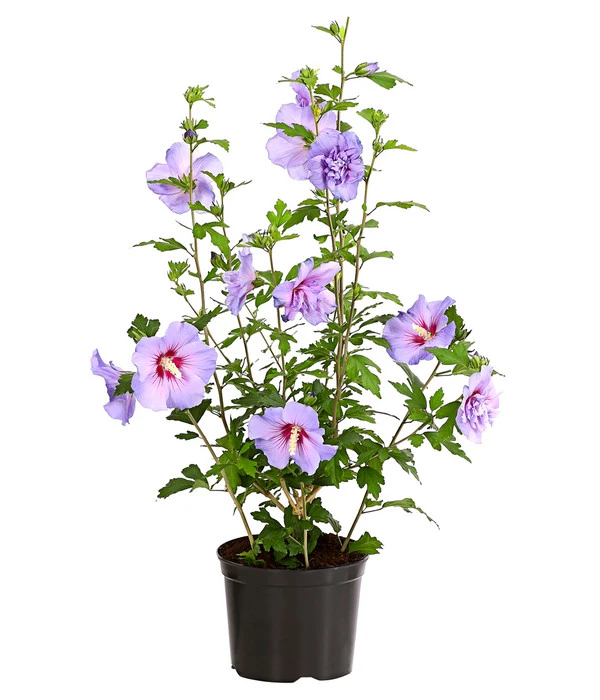 Hibiskus 'Blue Chiffon®' - Garten-Eibisch 4 Hibiskus 'Blue Chiffon®' - Garten-Eibisch – Bild 2