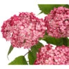 Schneeball-Hortensie 'Ruby Annabelle®' -Gartenbedarfsgeschäft 7225329 PR DE 001 HydrangeaPaniculataRispenhortensieRubyAnnabell3LDehnerExpressHerzig