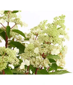 Rotstielige Rispen-Hortensie -Gartenbedarfsgeschäft 7225550 PR DE 001 HortensieHydrangeaComtesseBlanche5LDehnerExpressHerzig