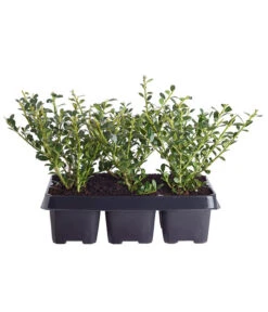 Japanische Stechpalme, 6er-Schale