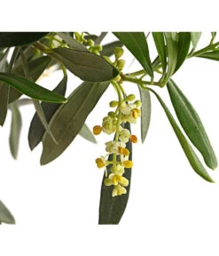 Olive, Ministamm -Gartenbedarfsgeschäft 7297609 WE DE 001 OleaEuropaStammT30DehnerExpressHerzig