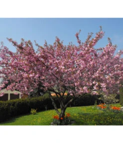 Nelken-Kirsche 'Kanzan' -Gartenbedarfsgeschäft 7366404 PR MO 001 PrunusKanzanPixabay